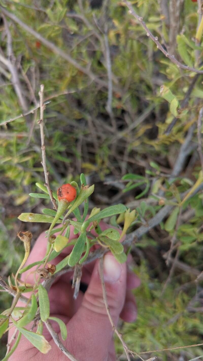 Lycium berlandieri leaf