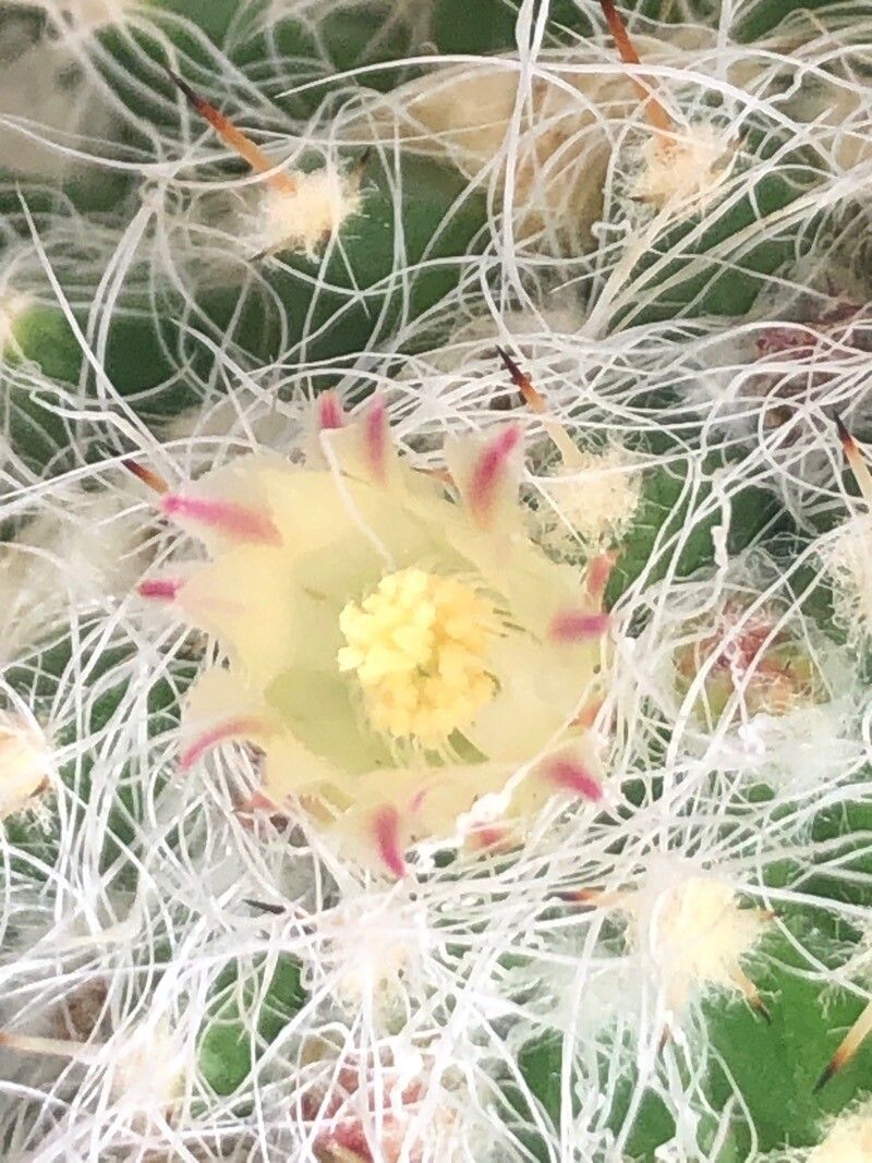 Mammillaria karwinskiana flower