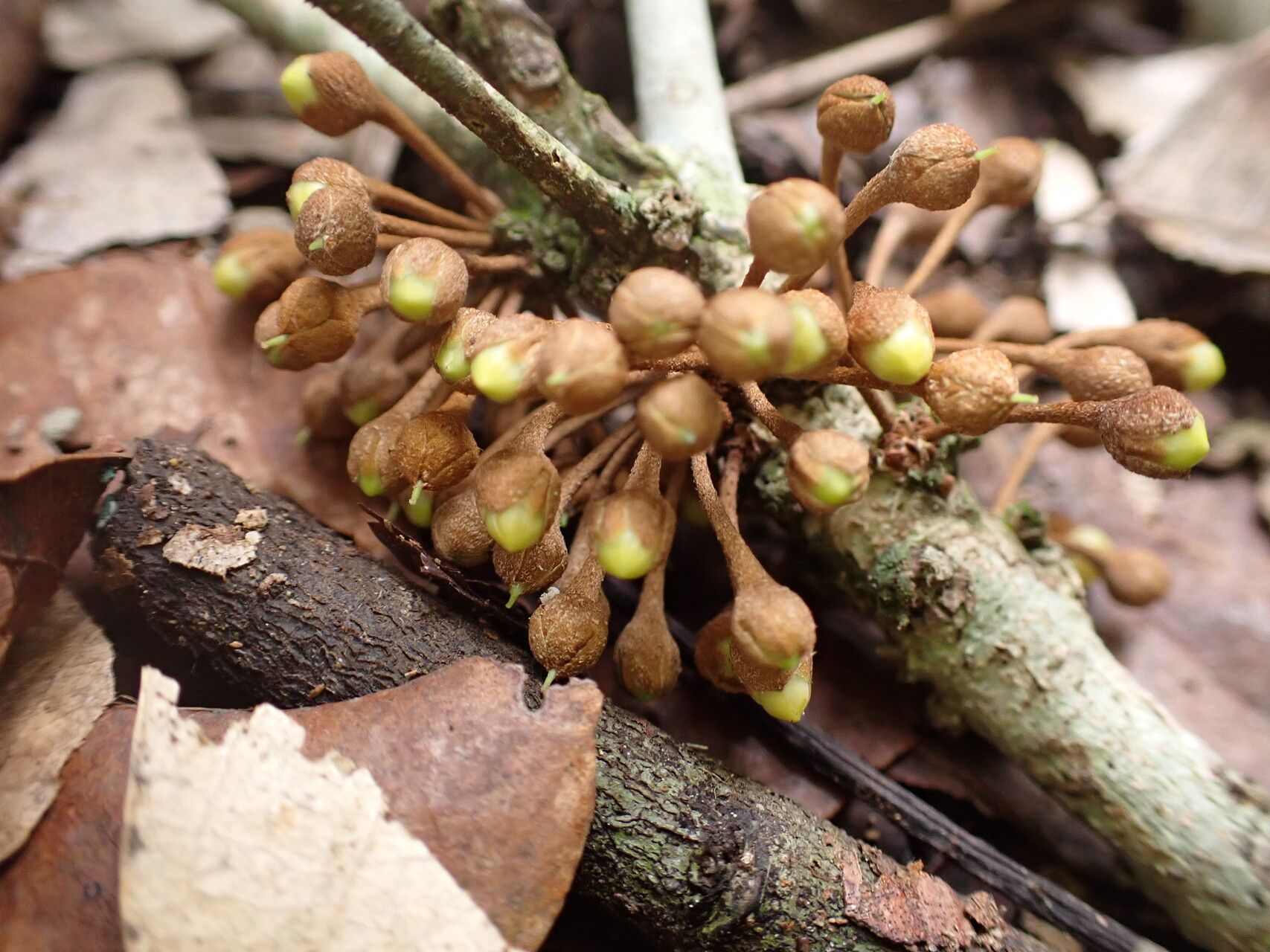 Englerophytum congolense fruit