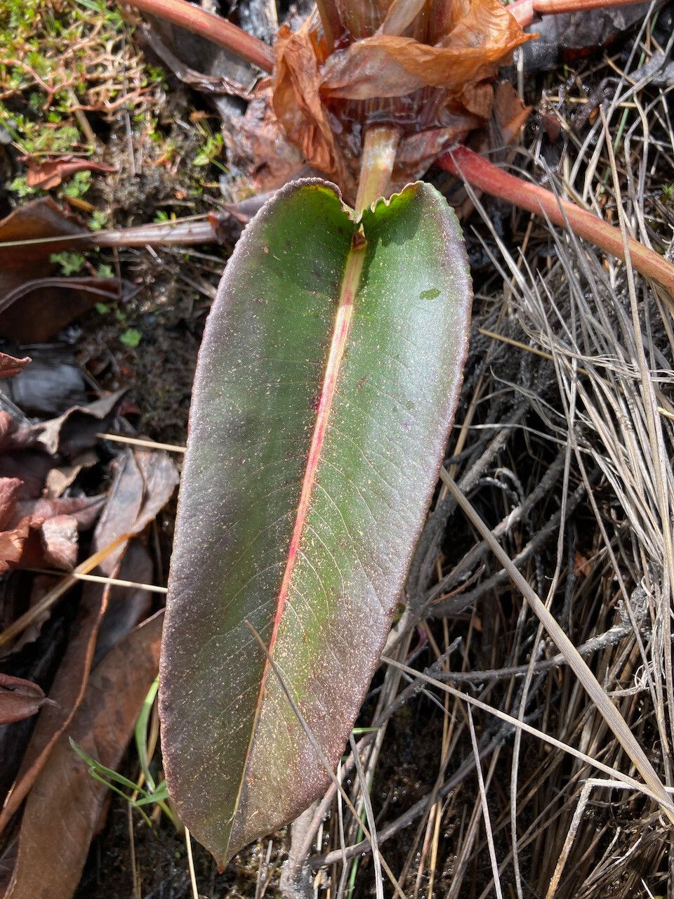 Rumex tolimensis leaf