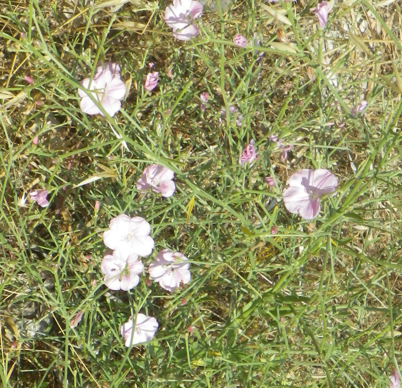 Convolvulus dorycnium habit