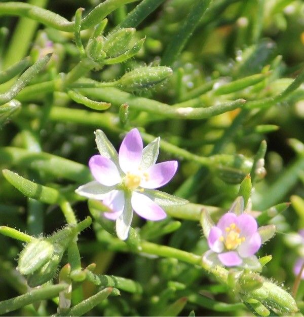 Spergula marina flower