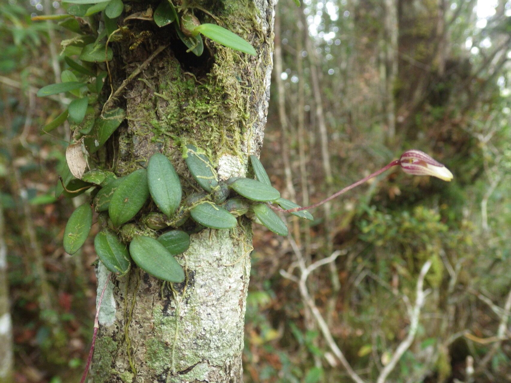 Bulbophyllum rivulare — houseplant care guide