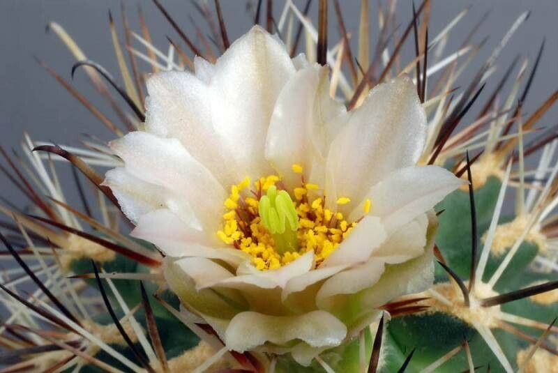 Sclerocactus wrightiae flower