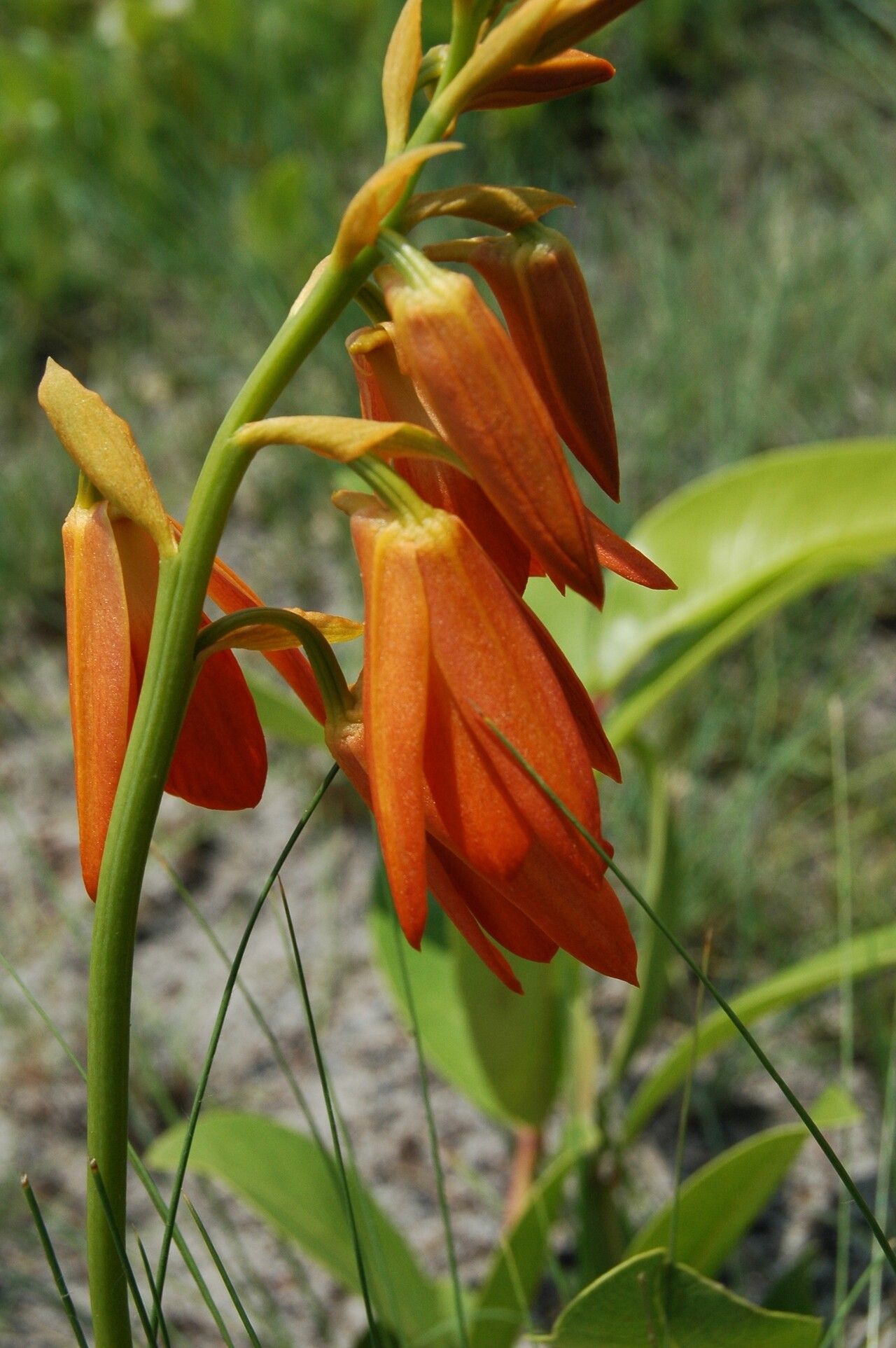 Eulophia aurantiaca flower