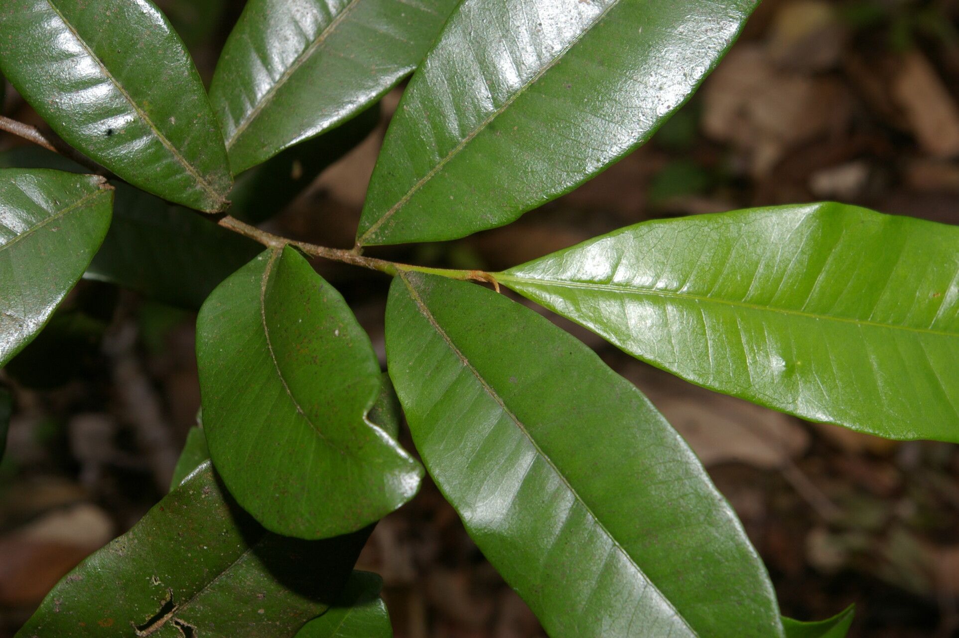 Sideroxylon persimile — houseplant care guide