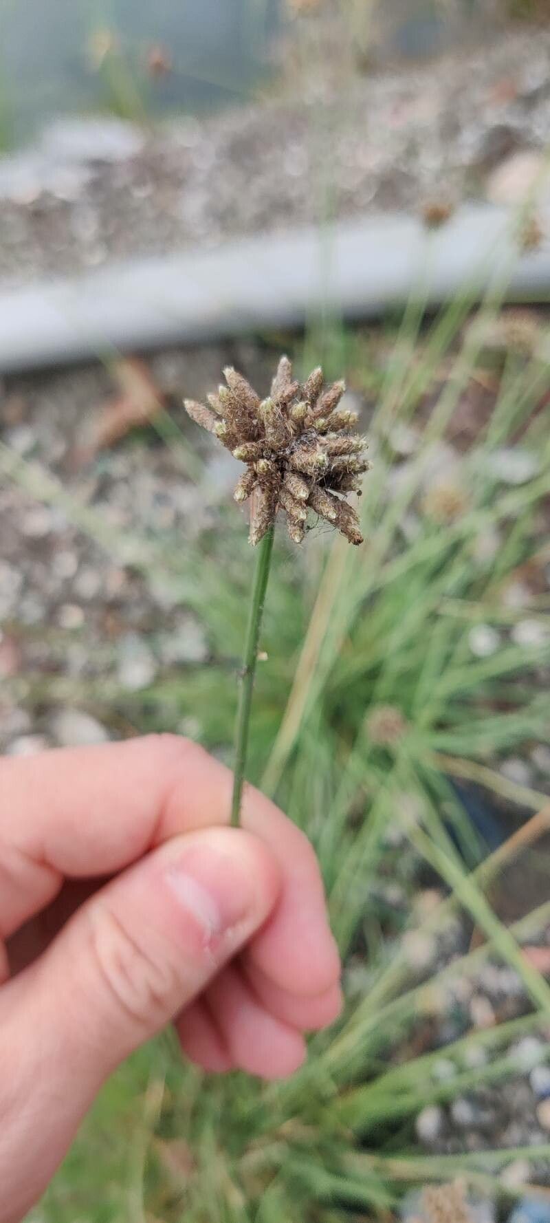 Fimbristylis cymosa fruit