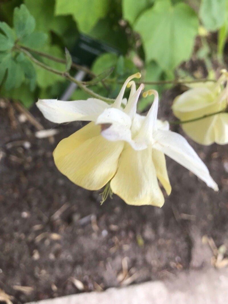 Aquilegia fragrans flower