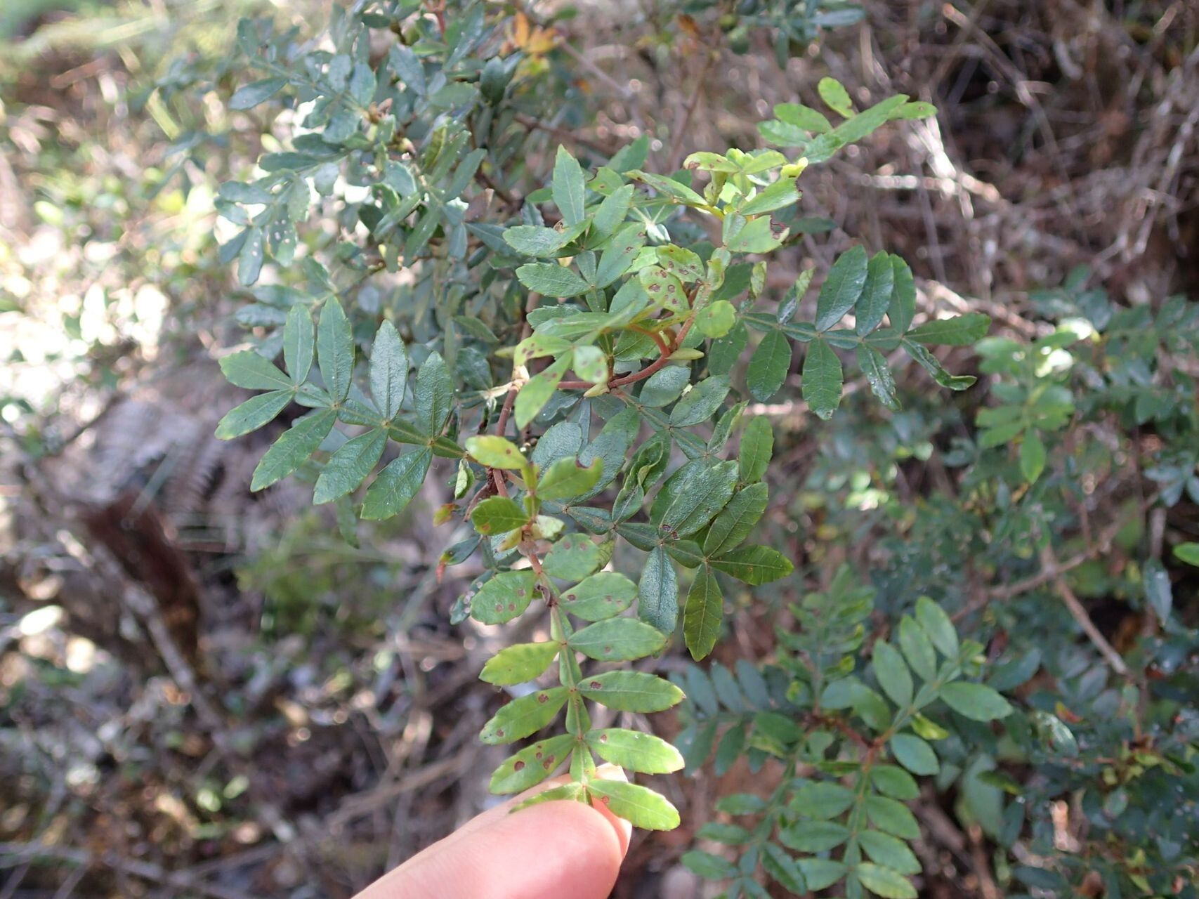 Cunonia varijuga — houseplant care guide