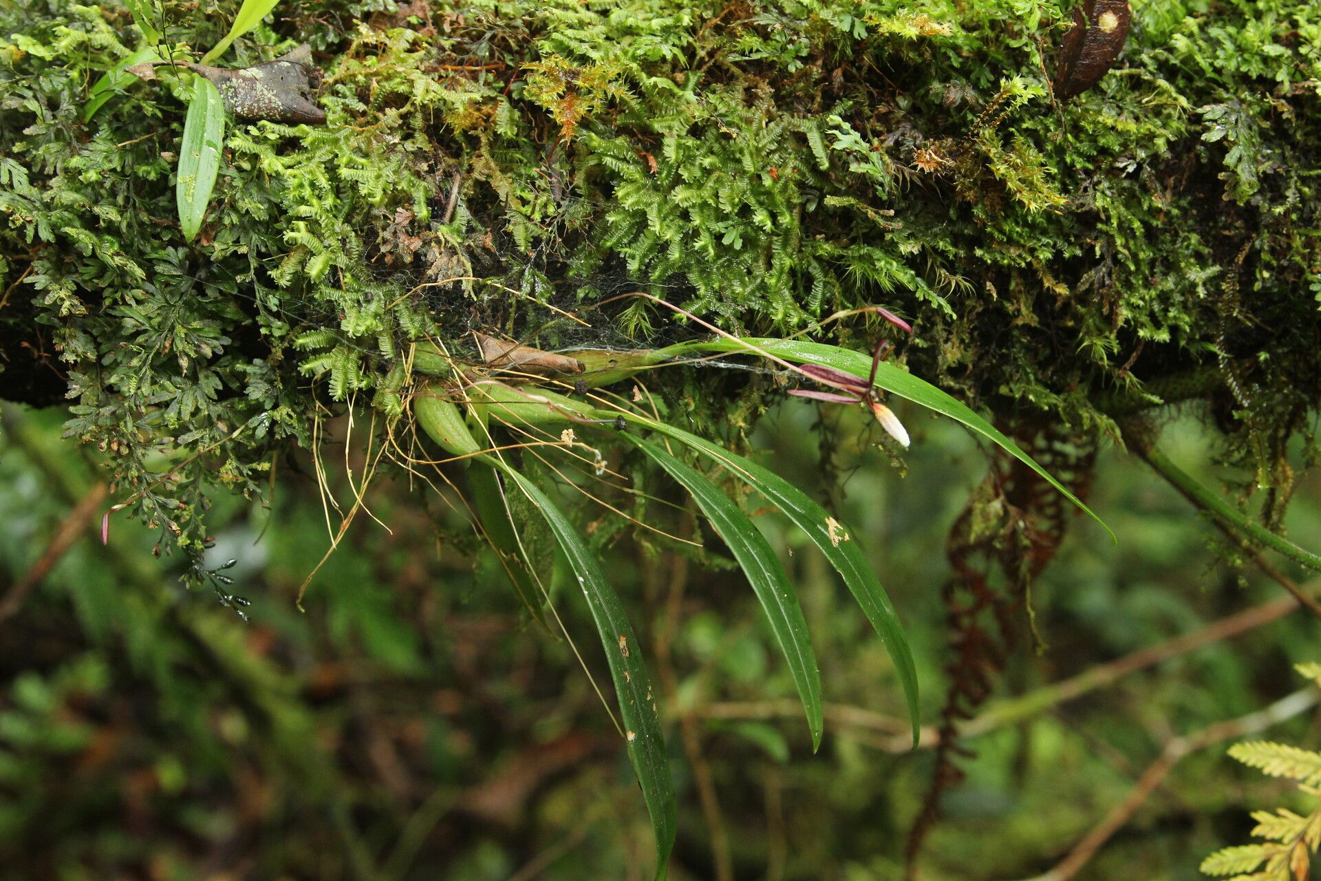 Bulbophyllum leucoglossum habit