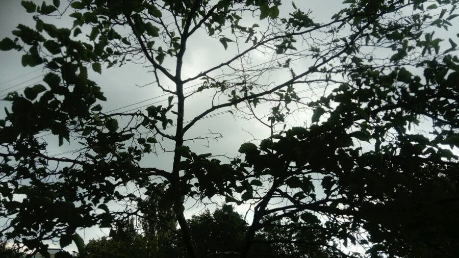 Acropogon tireliae — houseplant care guide