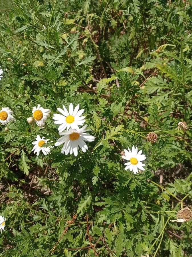 Argyranthemum broussonetii flower