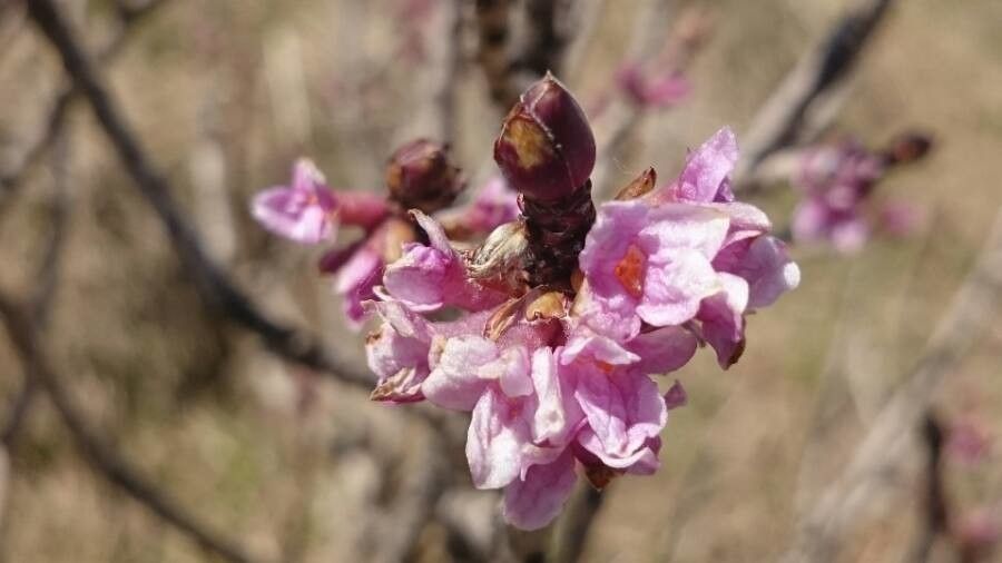 Daphne mezereum flower