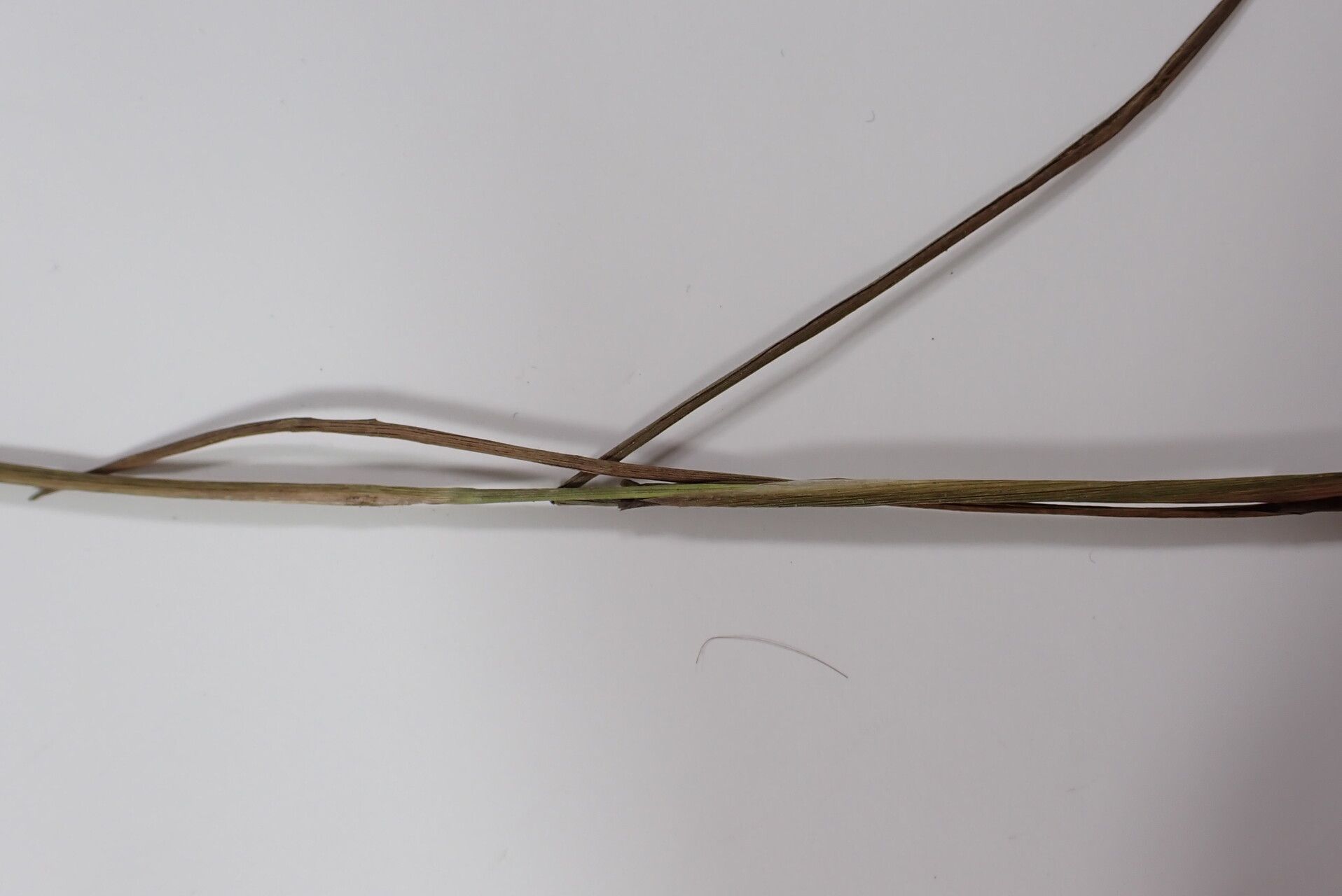 Juncus grisebachii other