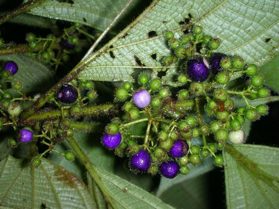Clidemia hammelii fruit
