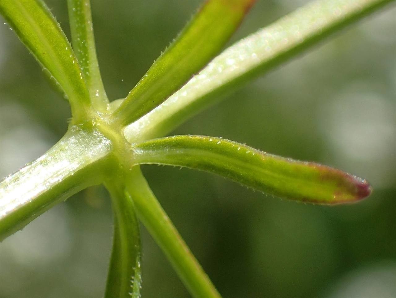 Galium elongatum bark