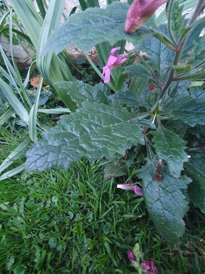 Rehmannia elata leaf