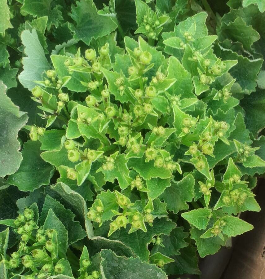 Pericallis echinata leaf