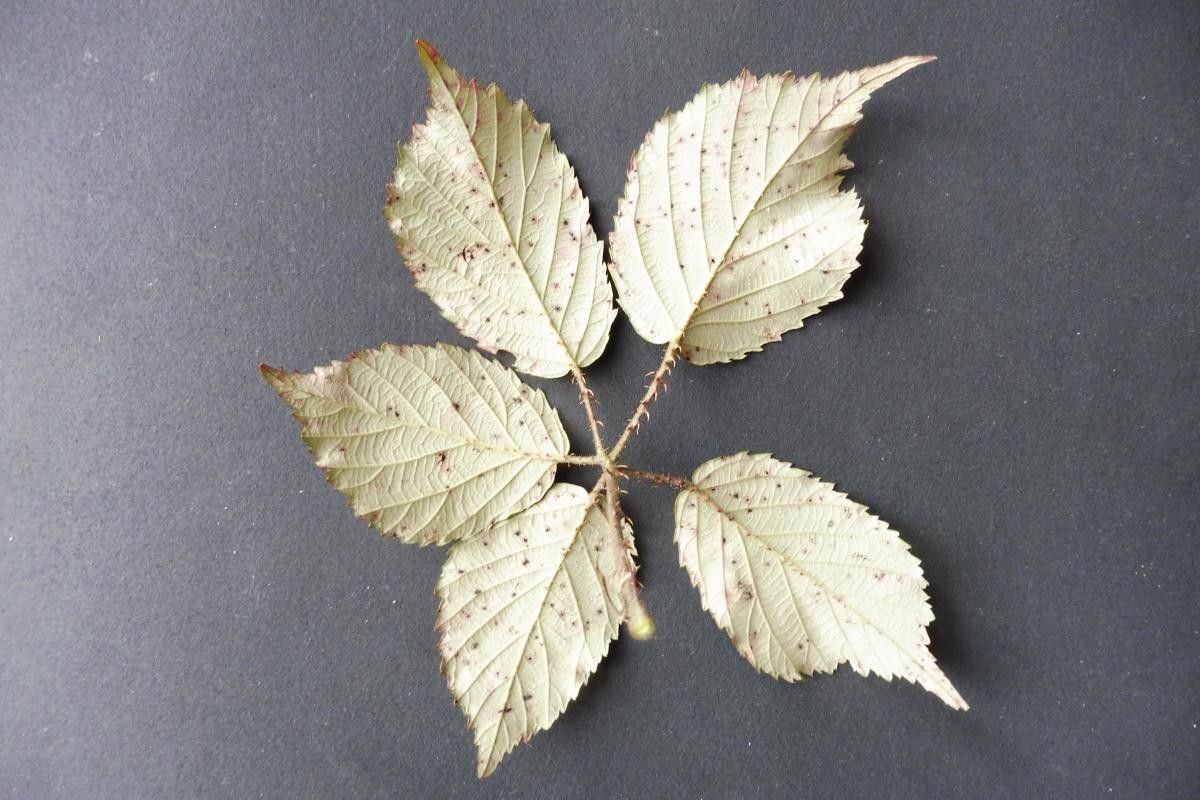 Rubus bracteatus leaf