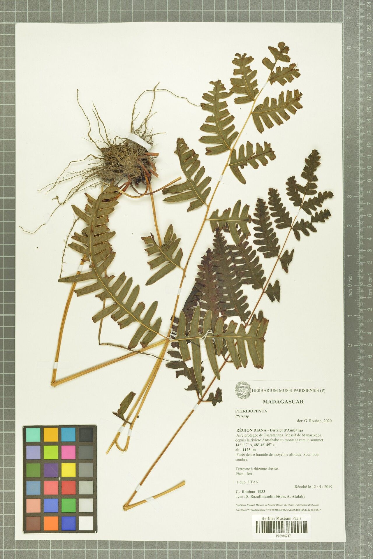 Pteris pseudowoodwardioides — search result for 'Pteris'