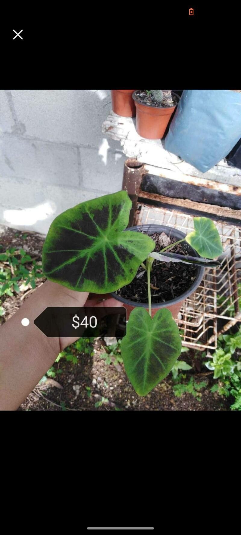 Colocasia affinis leaf