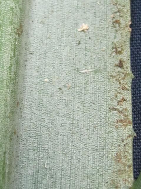 Aechmea tonduzii other