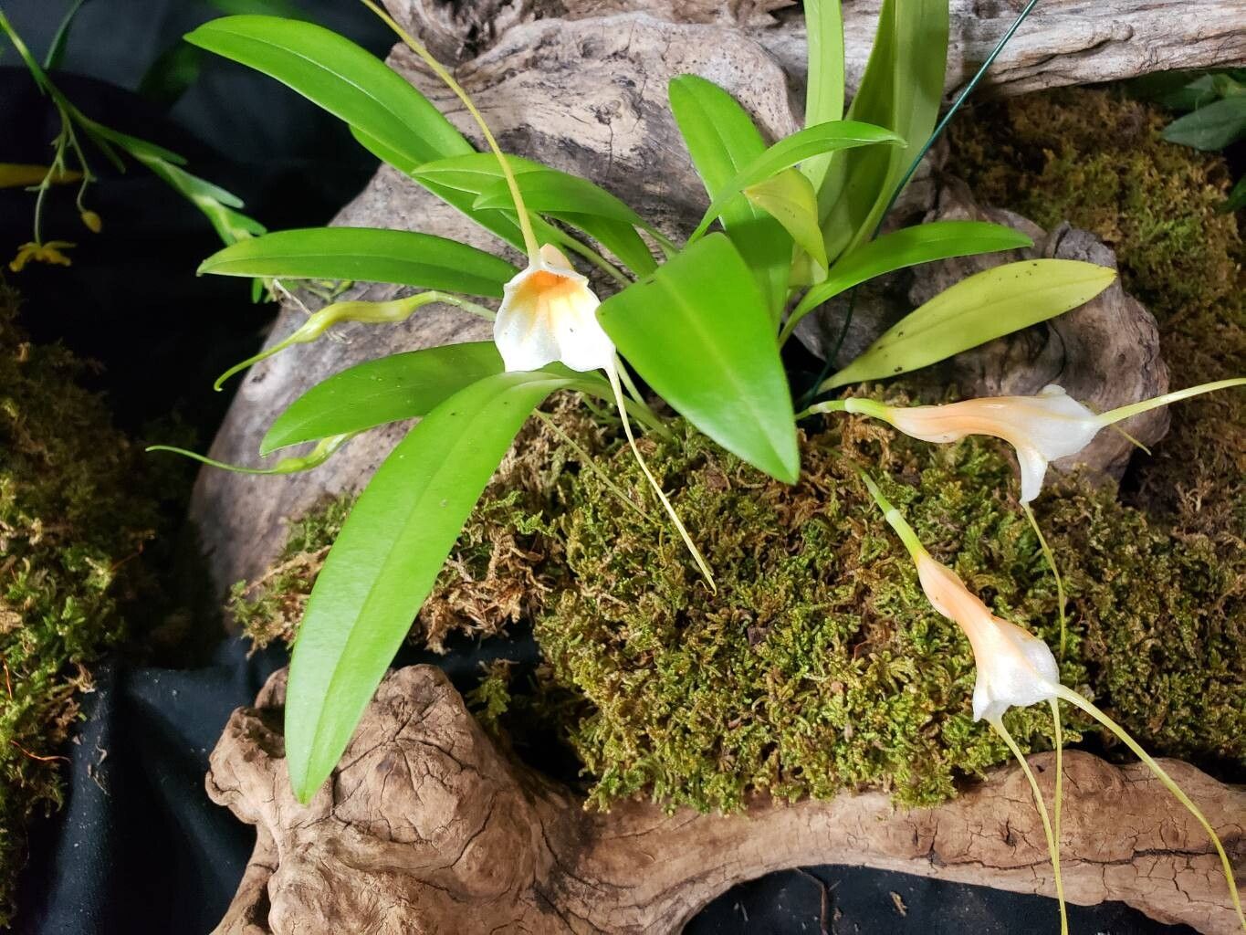 Masdevallia constricta habit