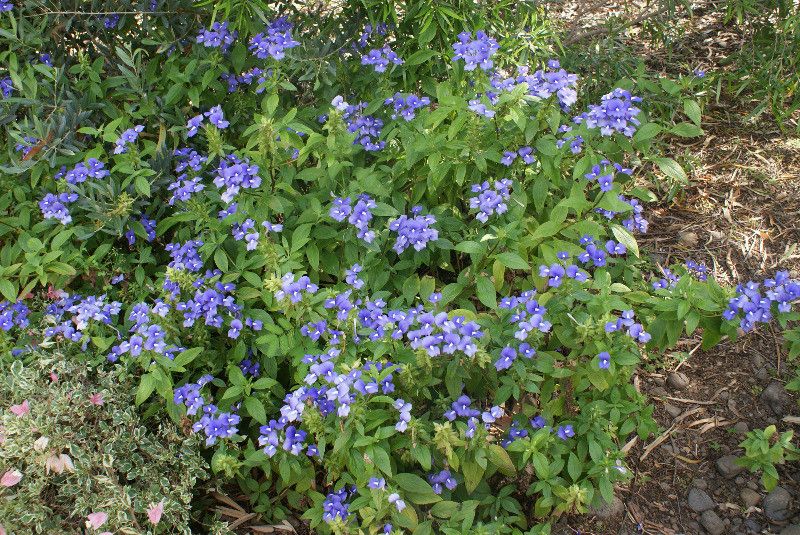 Otacanthus caeruleus habit