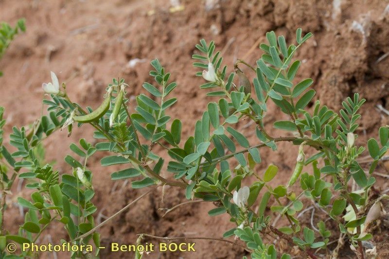 Astragalus cymbicarpos other