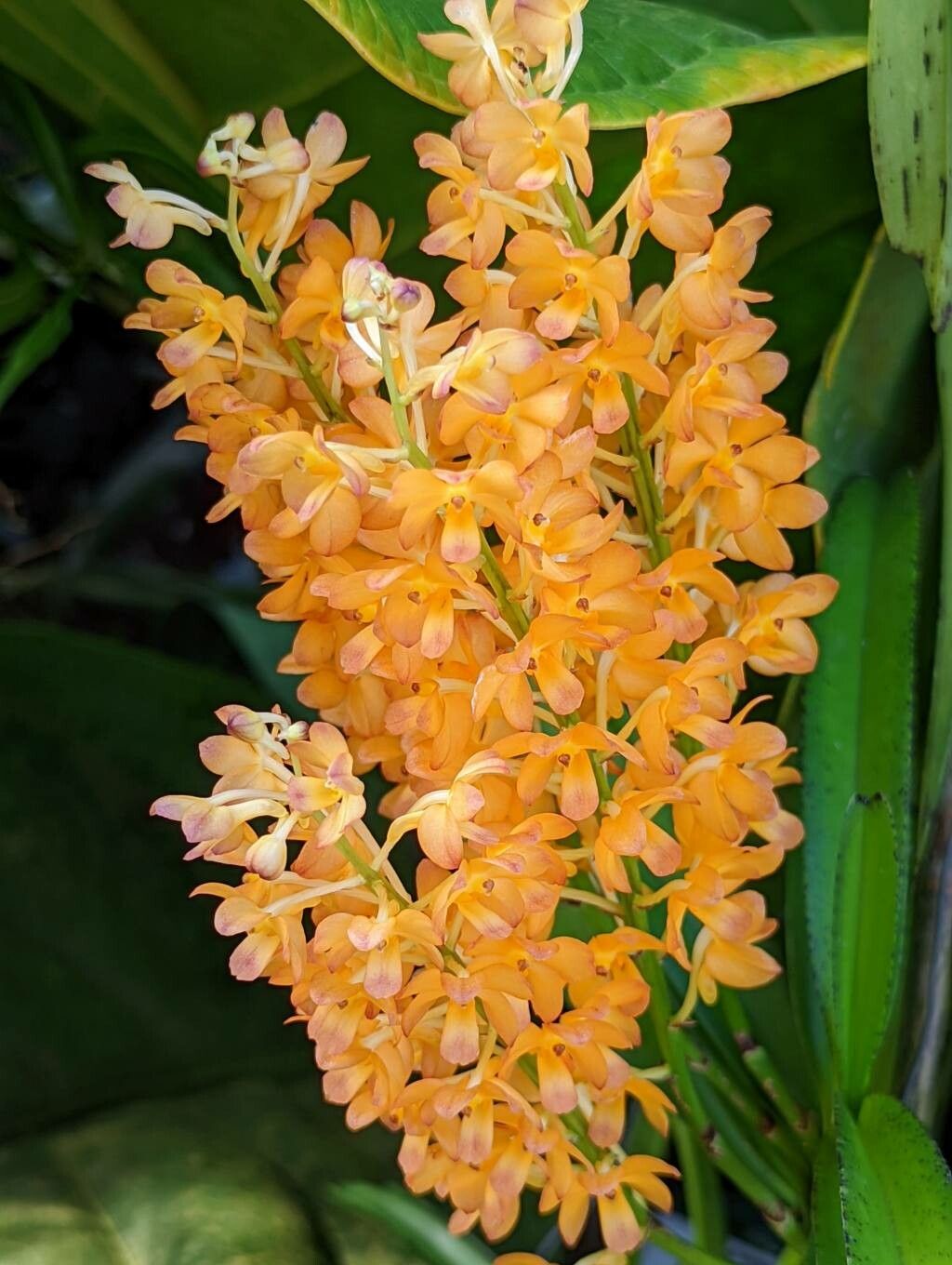 Ascocentrum curvifolium flower