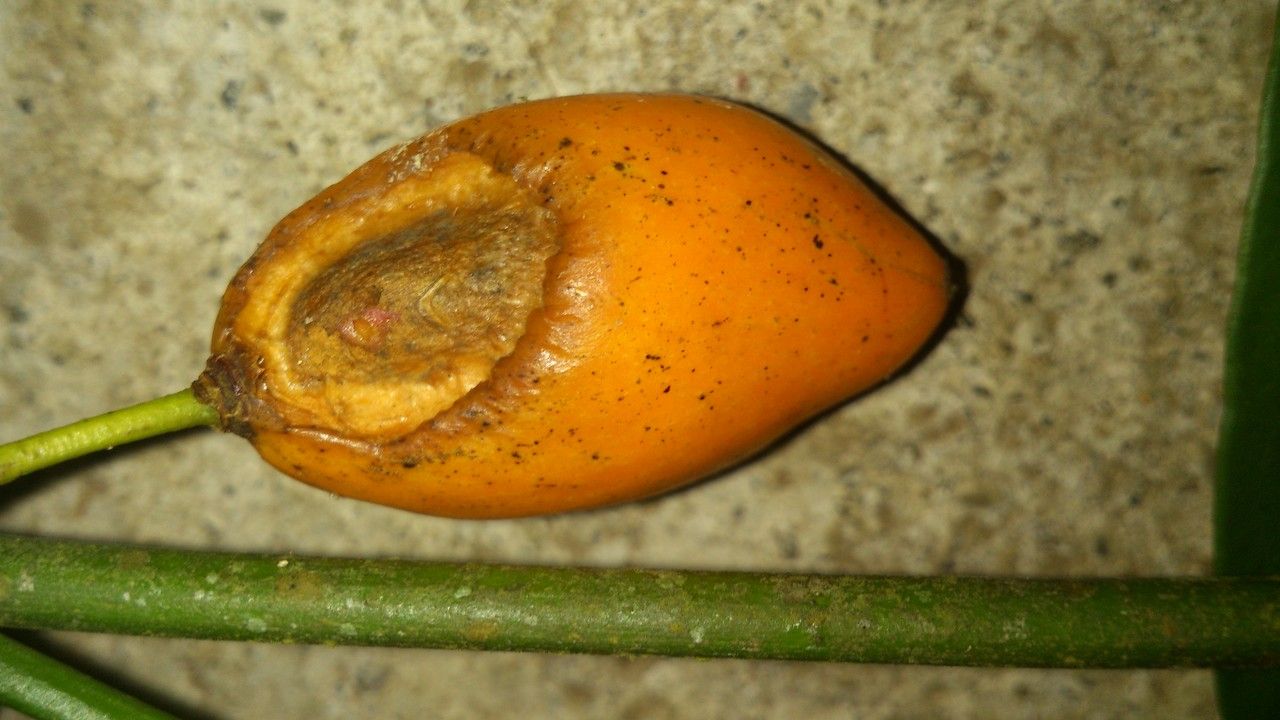 Garcinia intermedia fruit
