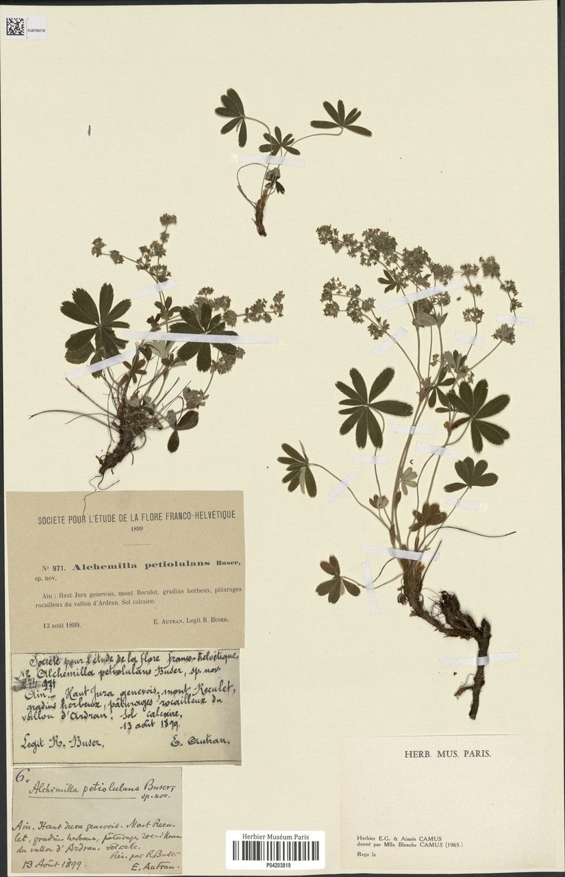 Alchemilla petiolulans — houseplant care guide
