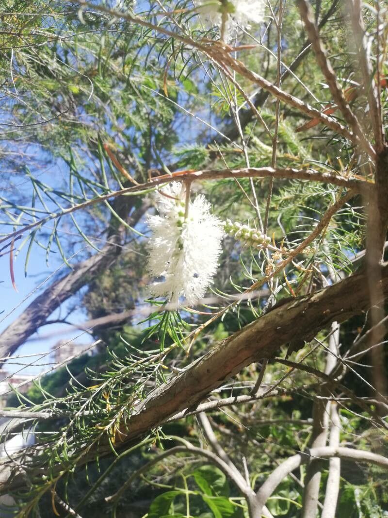 Melaleuca ericifolia fruit