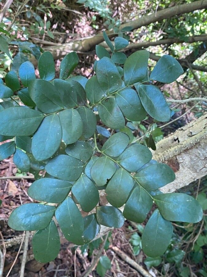 Paubrasilia echinata — houseplant care guide