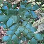 Paubrasilia echinata