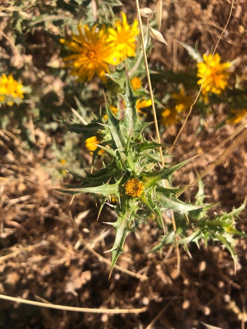 Scolymus hispanicus — related species from the same genus