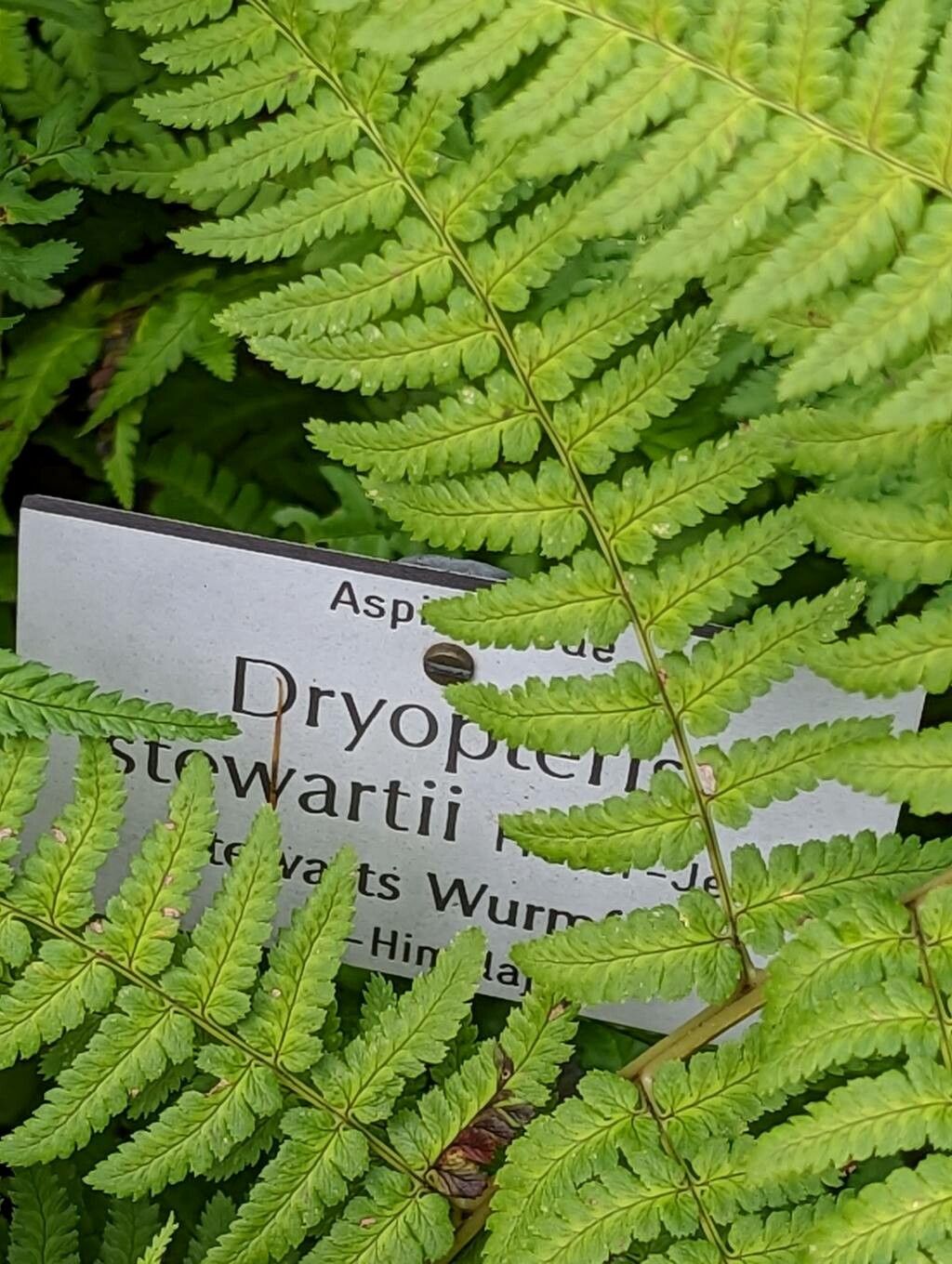 Dryopteris stewartii leaf