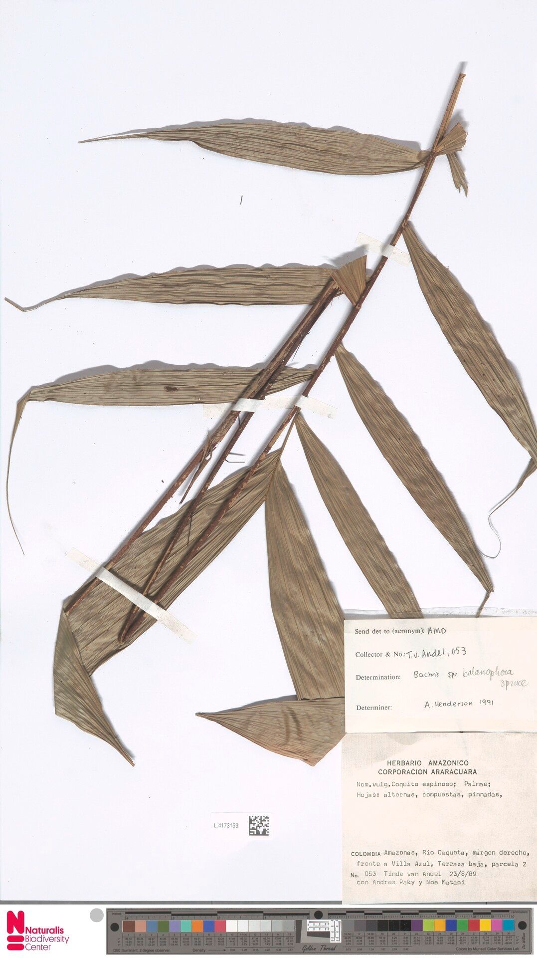 Bactris balanophora leaf