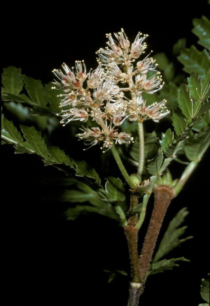 Weinmannia trichosperma flower