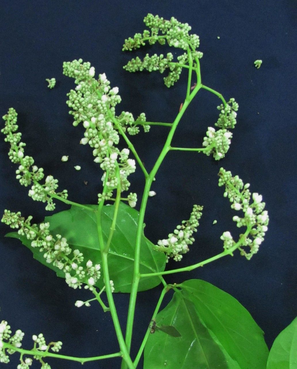 Paullinia turbacensis — houseplant care guide