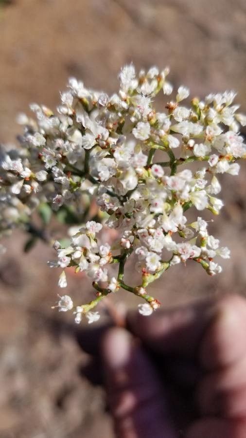 Eriogonum microthecum flower