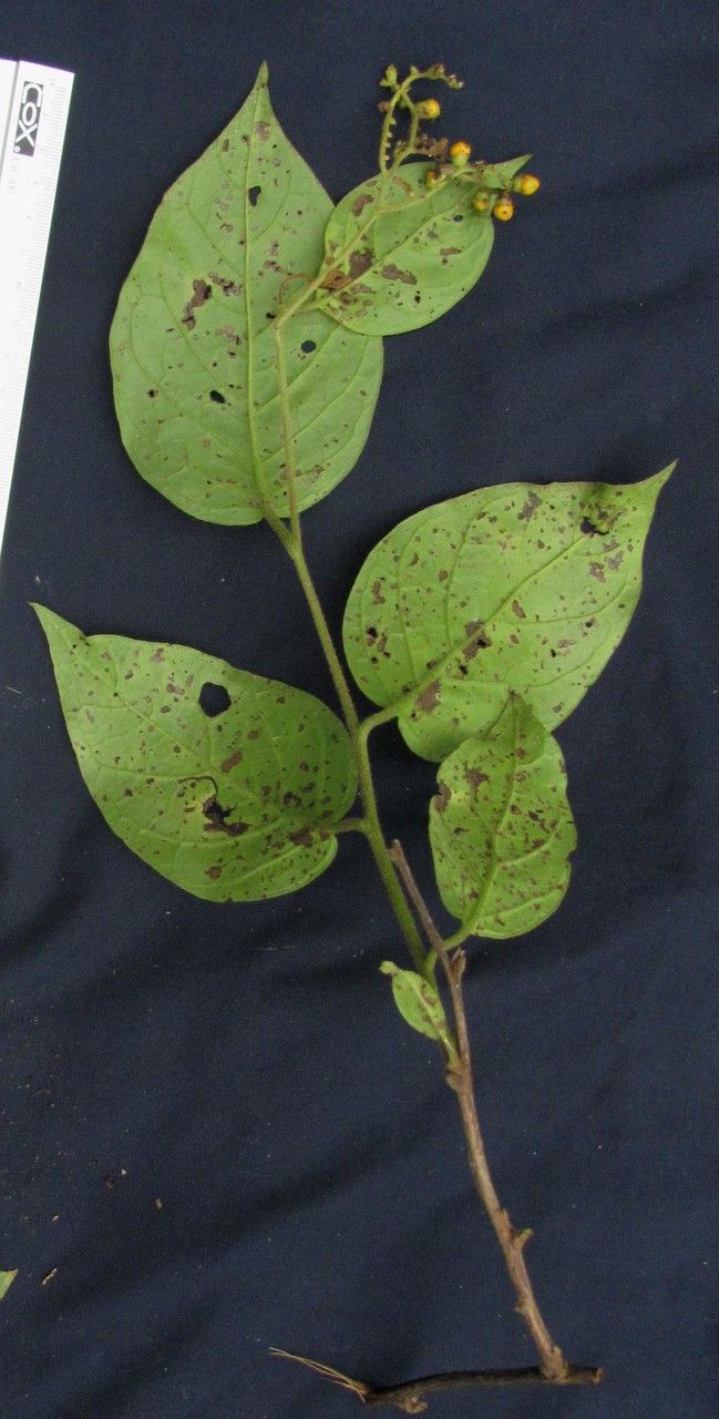 Tournefortia volubilis — search result for 'Tournefortia'