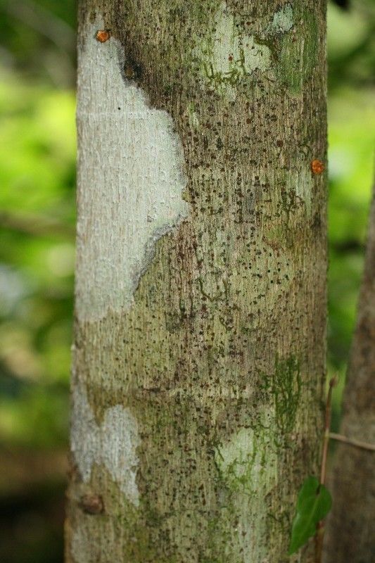 Ficus lateriflora bark