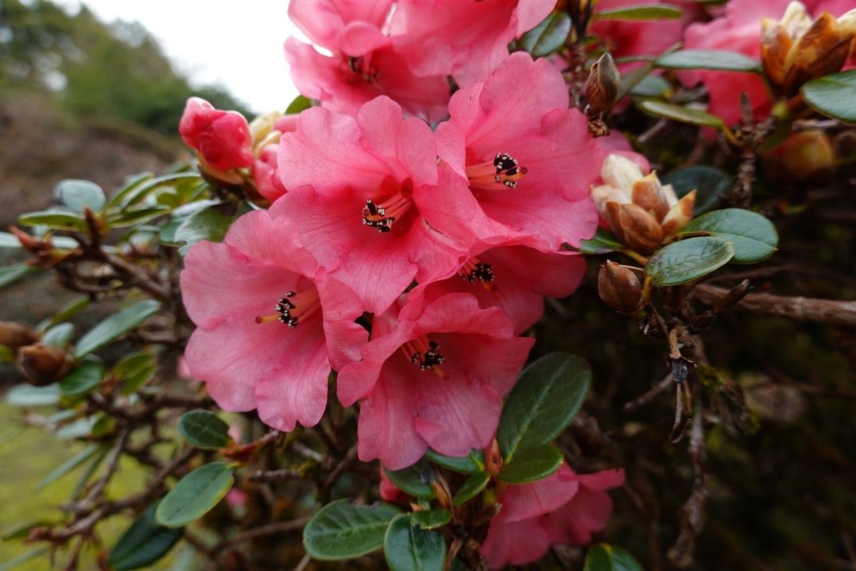 Rhododendron chamaethomsonii flower