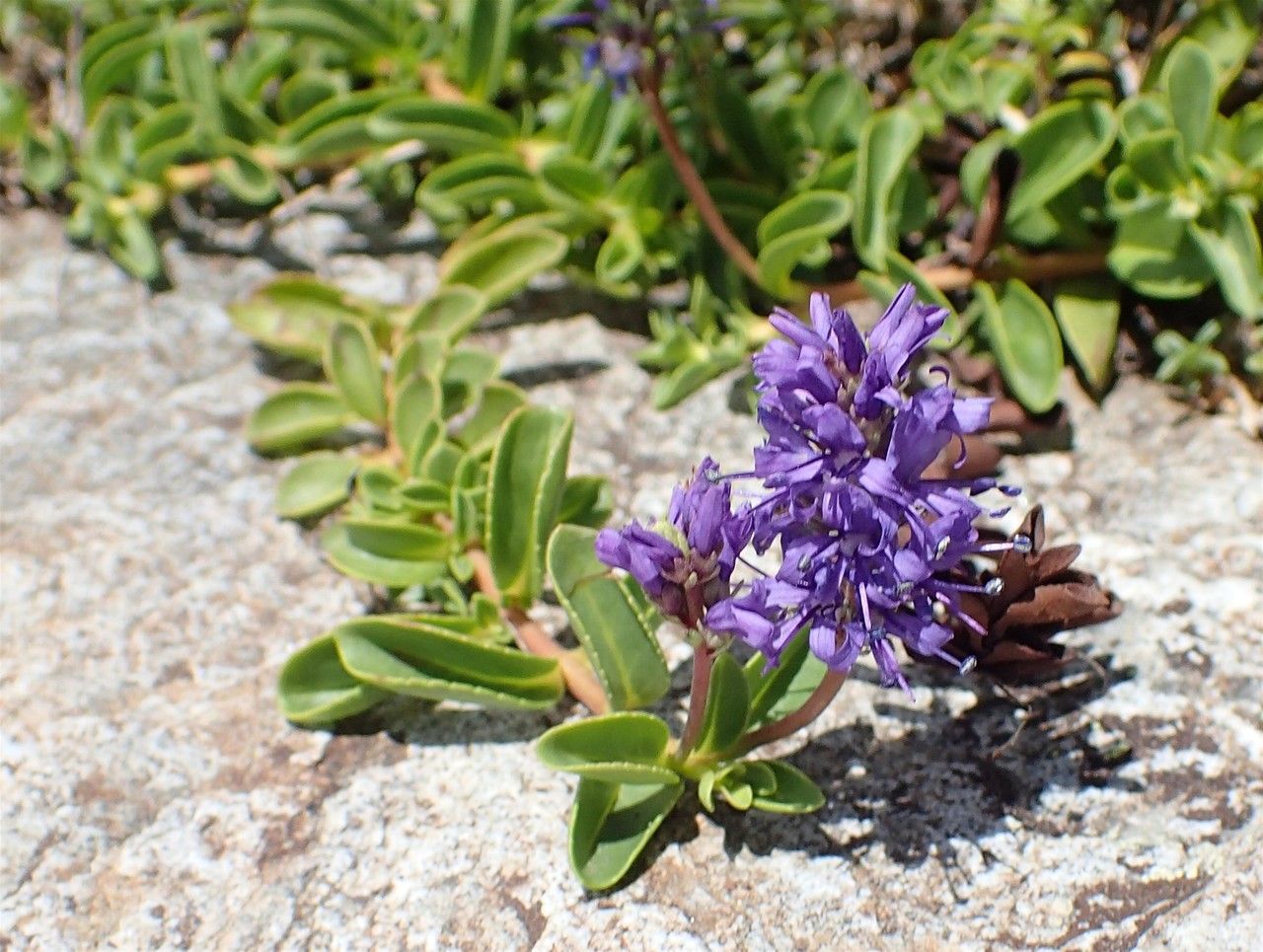 Veronica allionii habit
