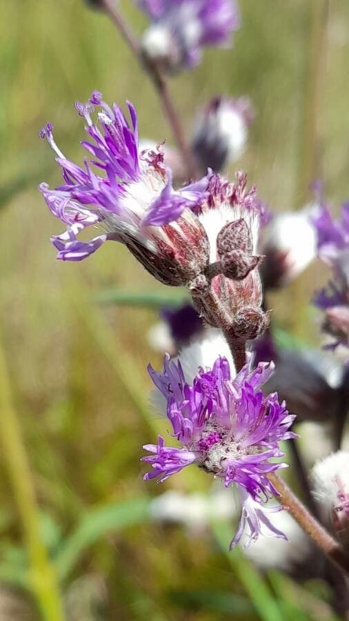 Vernonia incana flower