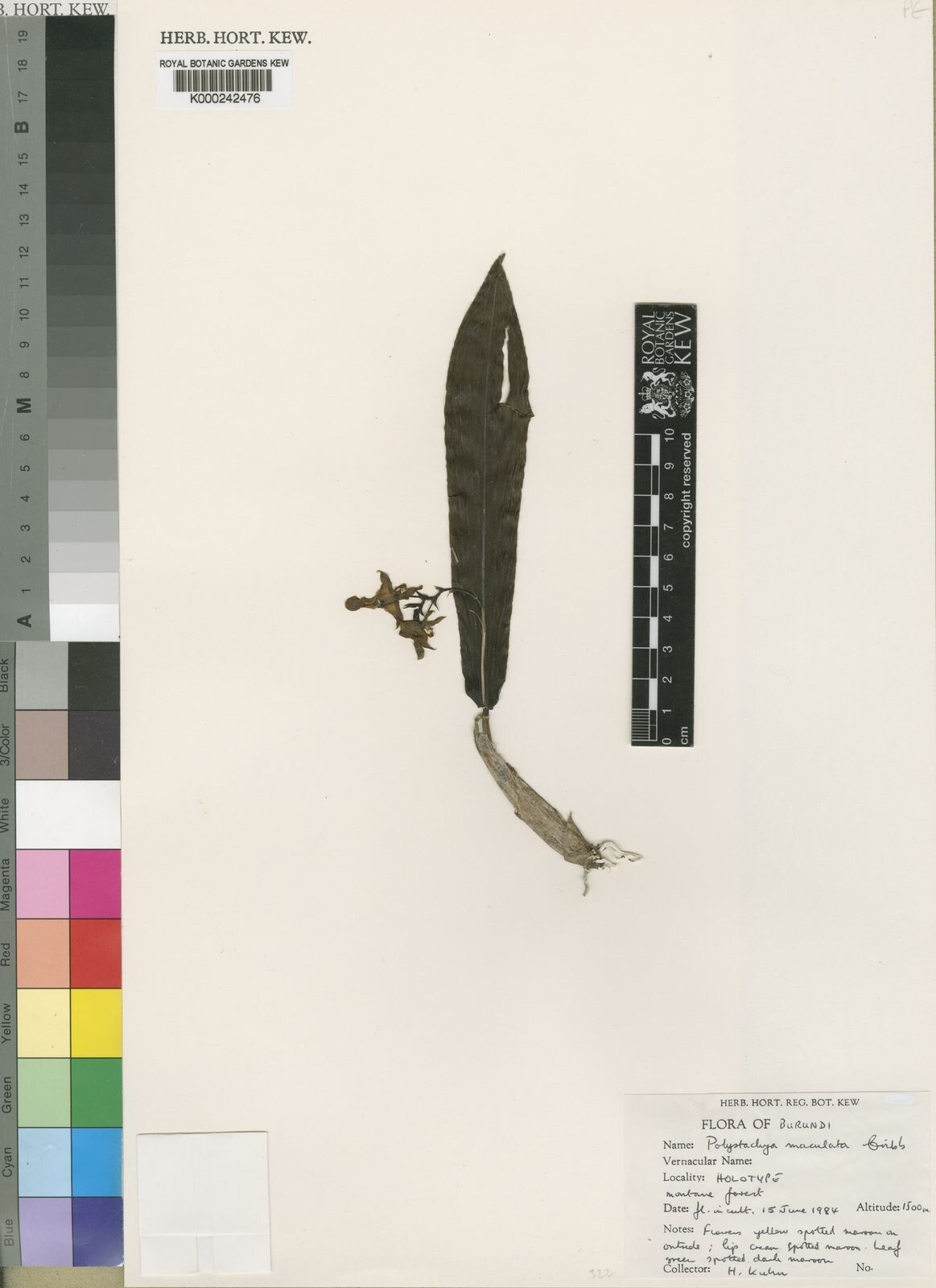 Polystachya maculata — houseplant care guide