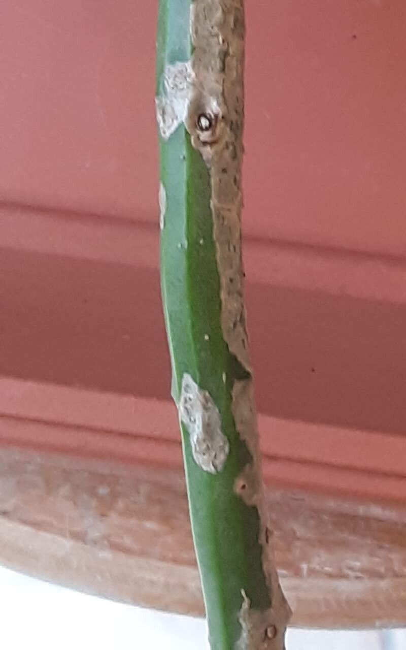 Rhipsalis floccosa bark