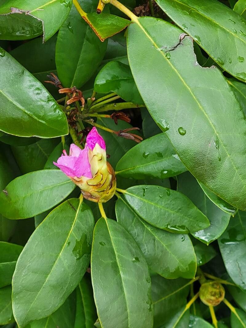 Rhododendron macrophyllum flower