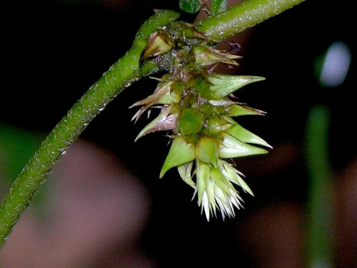 Alternanthera costaricensis fruit